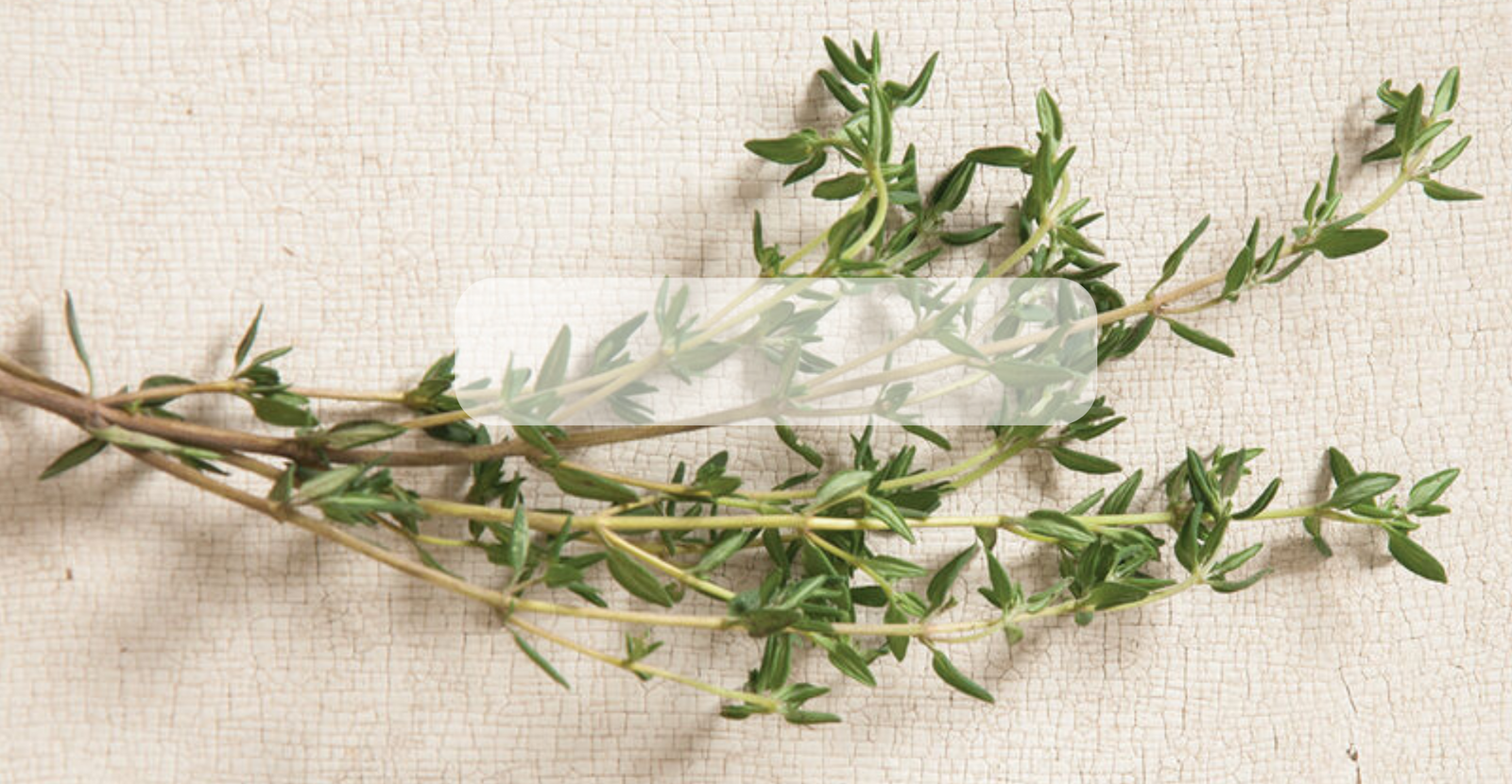 Semillas de Tomillo Orgánico