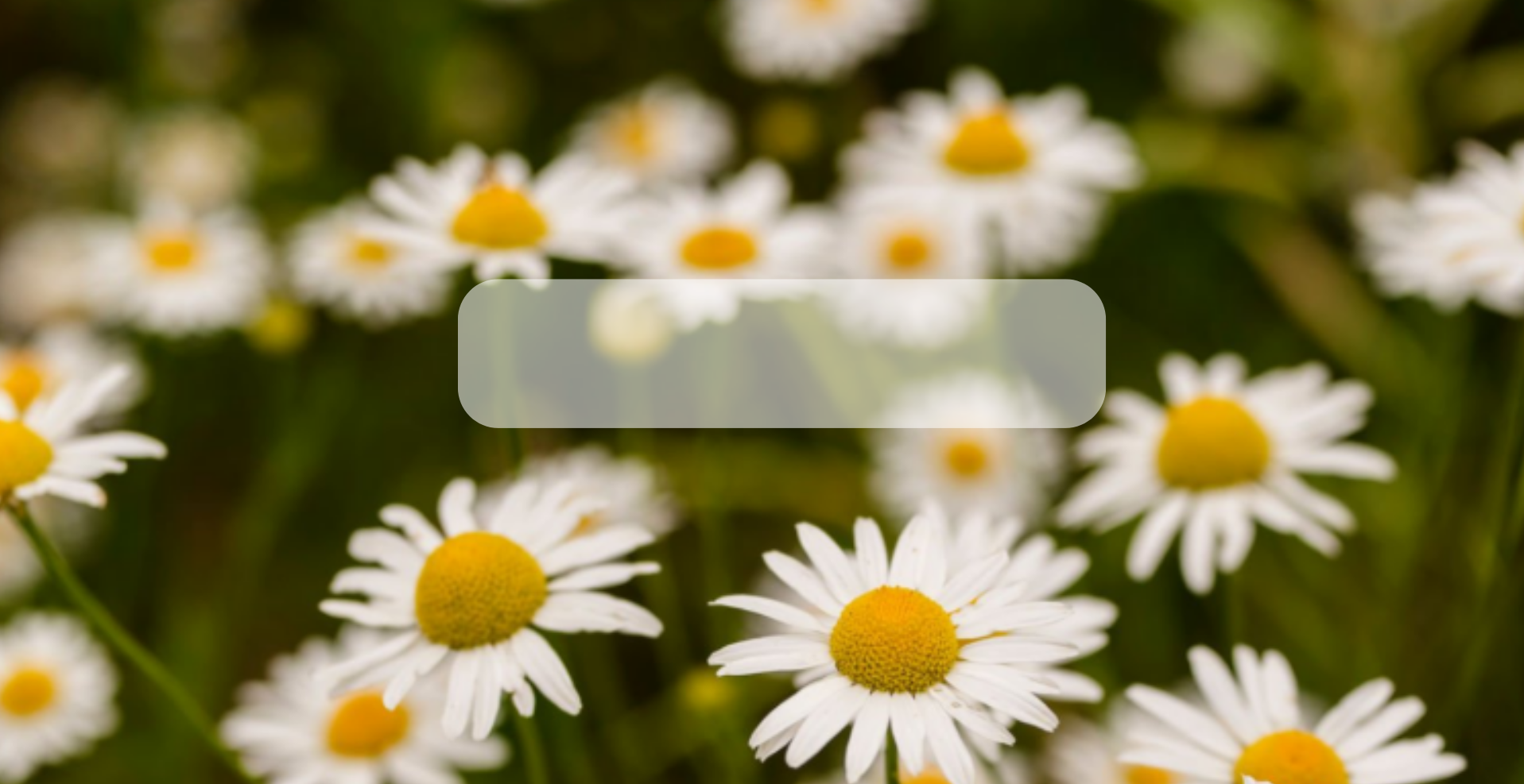 Semillas de Manzanilla