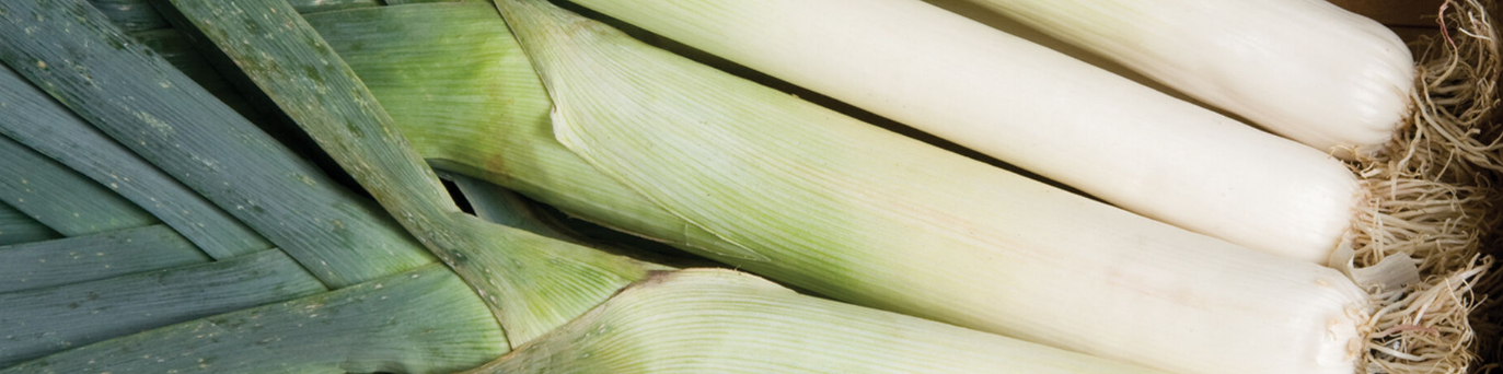 Semillas de puerro