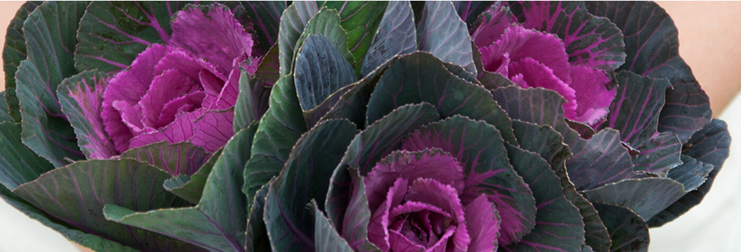 Semillas de col rizada ornamental