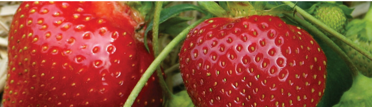 Plantulas de Berries