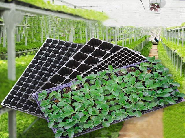 CHAROLAS Y SEMILLEROS