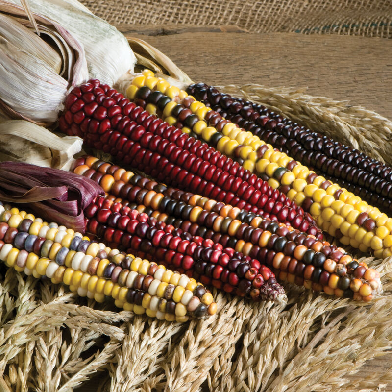 Semillas de Maiz Organico