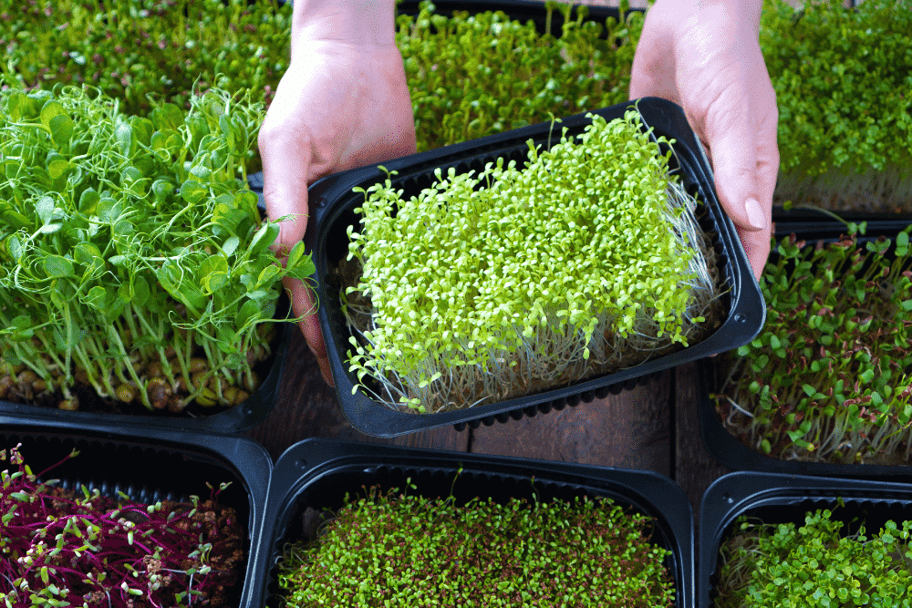 Semillas para Microgreens o Microvegetales