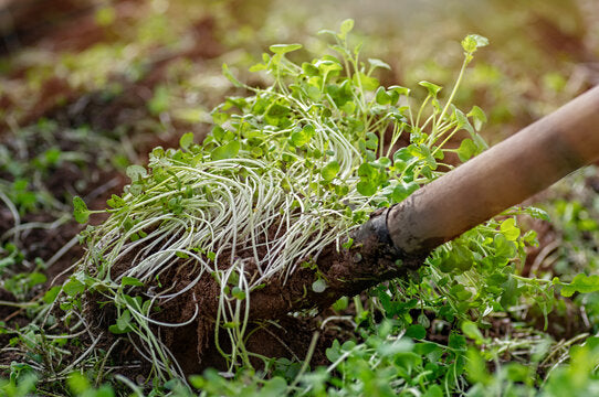 Semillas de Cubierta para Abono Verde Organico