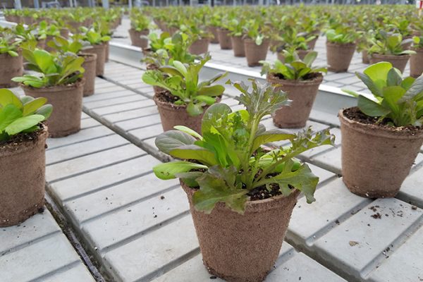Macetas de Turba Organica Biodegradable