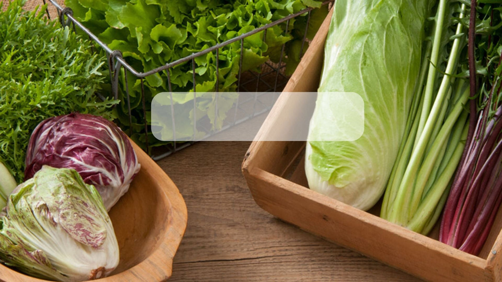 Semillas de Achicoria