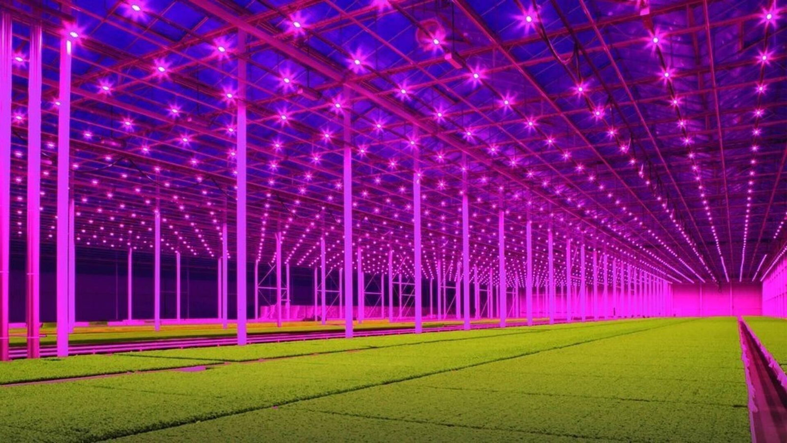 Grow Lights - Luces para Cultivos