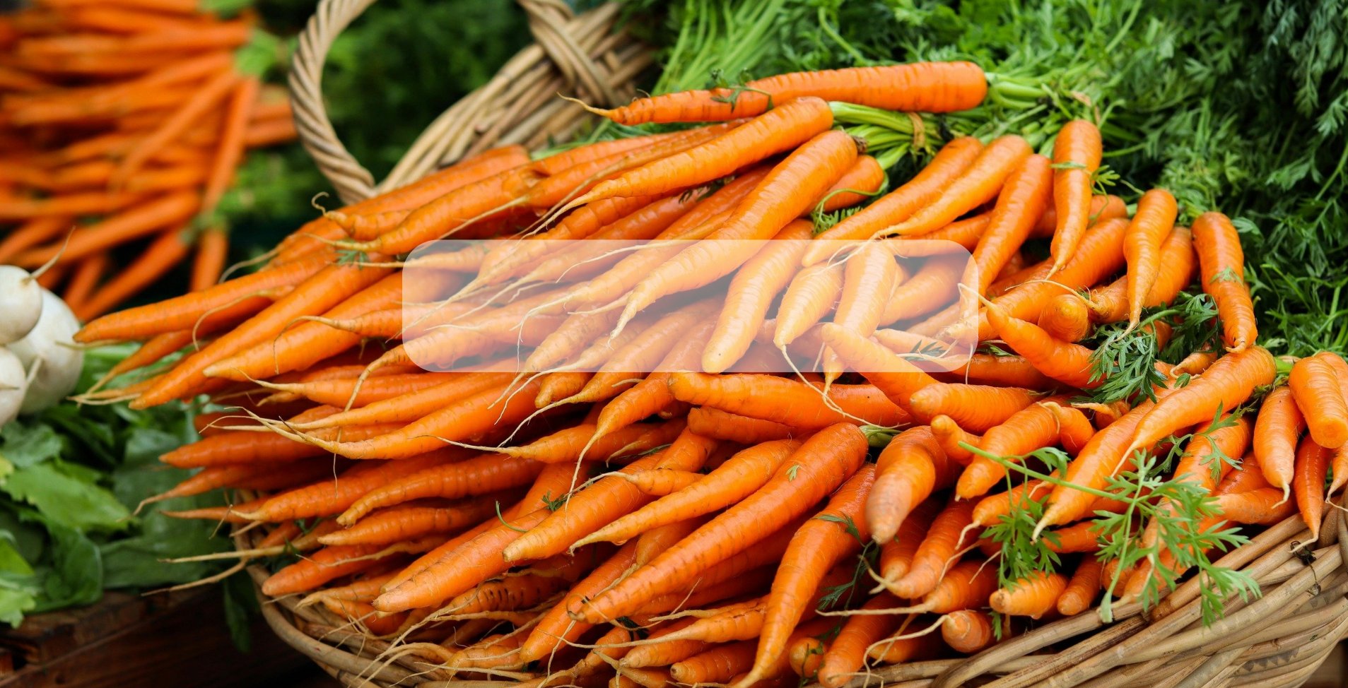 Semilla de Zanahoria