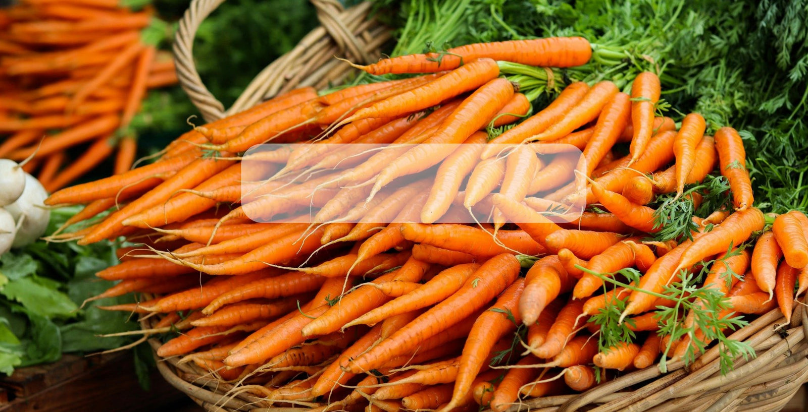 Semillas de Zanahoria Orgánico