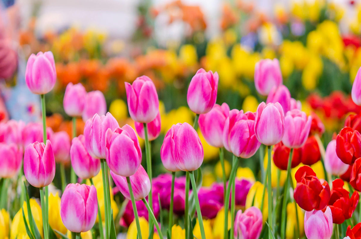 Novedades de Flores 2025