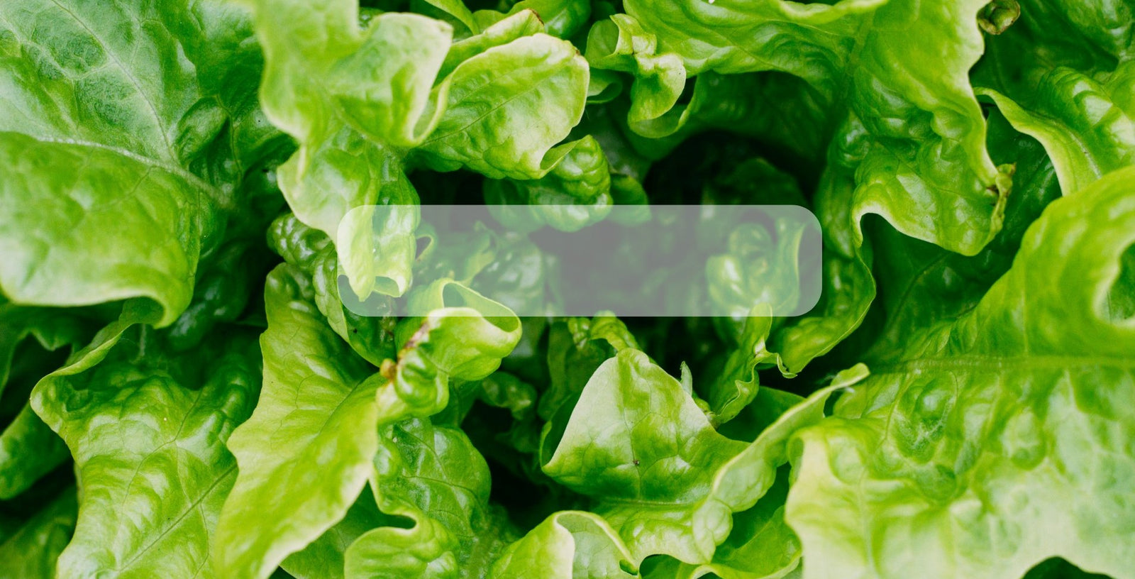 Semillas de Lechugas Organicas