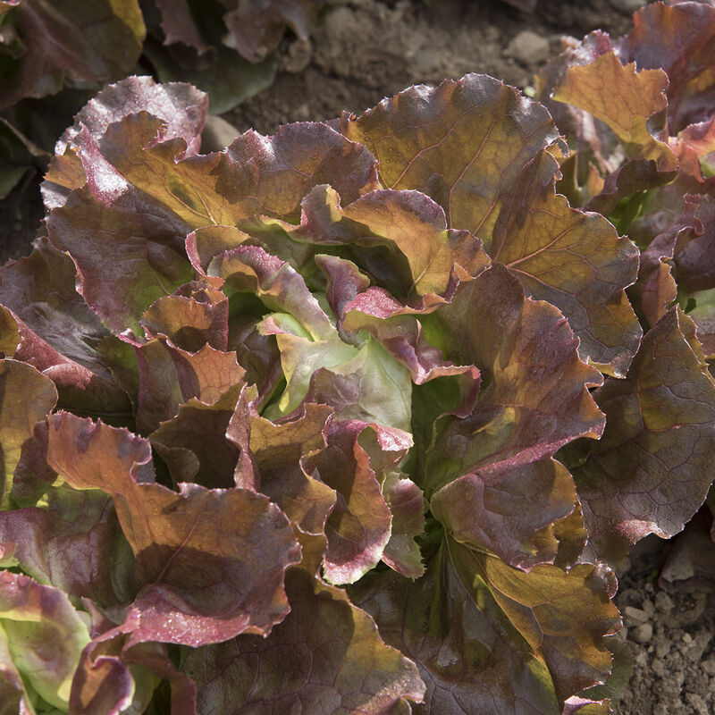 Skyphos Semilla de lechuga  peletizada