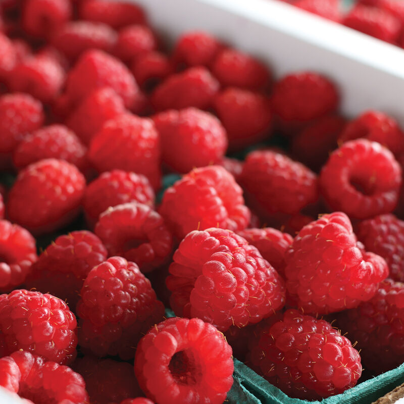 Red Raspberry - Colección de Plantas de Frambuesa