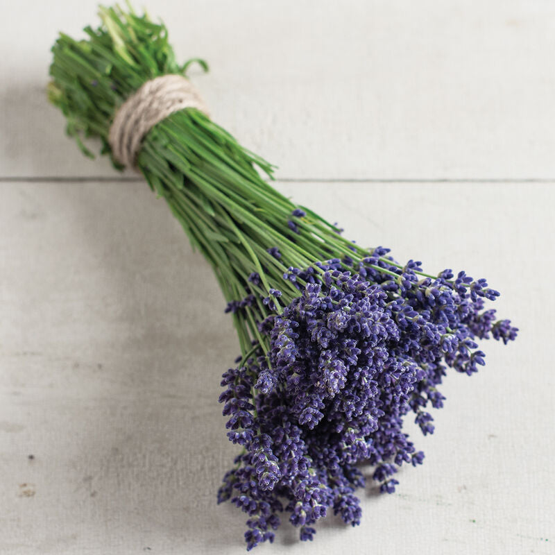 Ellagance Purple - Semillas de Lavanda