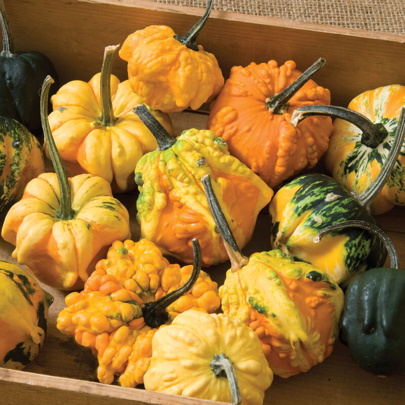 Daisy Gourd- Semilla Calabaza