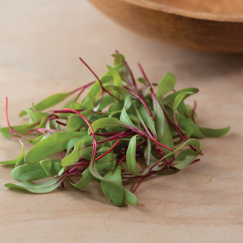 Beet, Early Wonder Tall Top Semillas de microvegetales