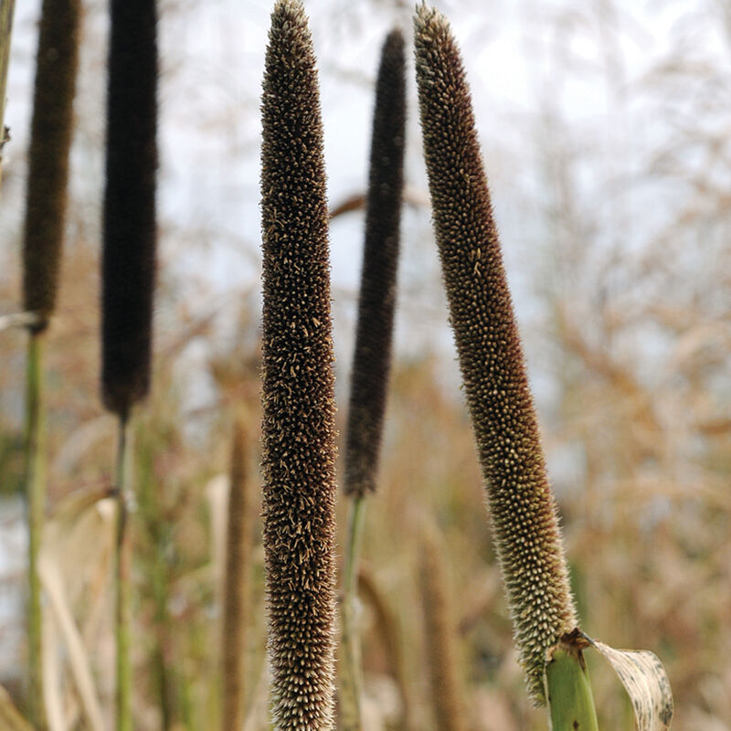 Hybrid Pearl Millet -  Semillas F1 para Abono Verde