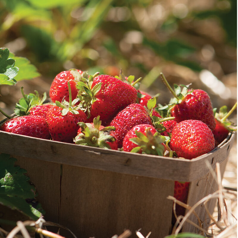 Strawberry - Colección de Plantas de Fresa