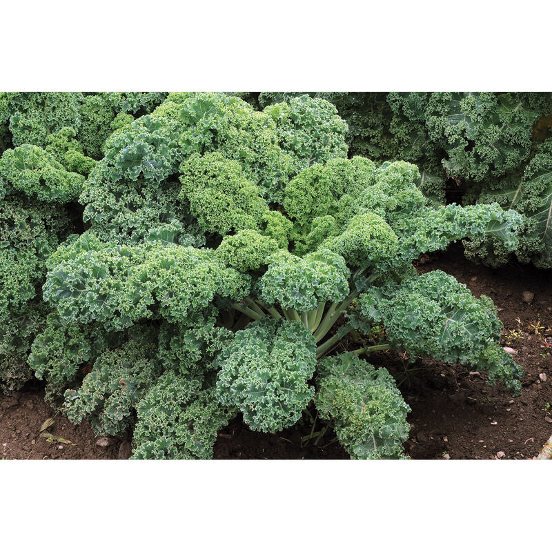 Starbor - Semillas F1 de Col Rizada (Kale)