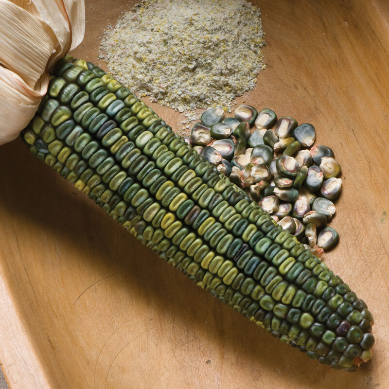 Oaxacan Green - Semillas de Maíz Verde