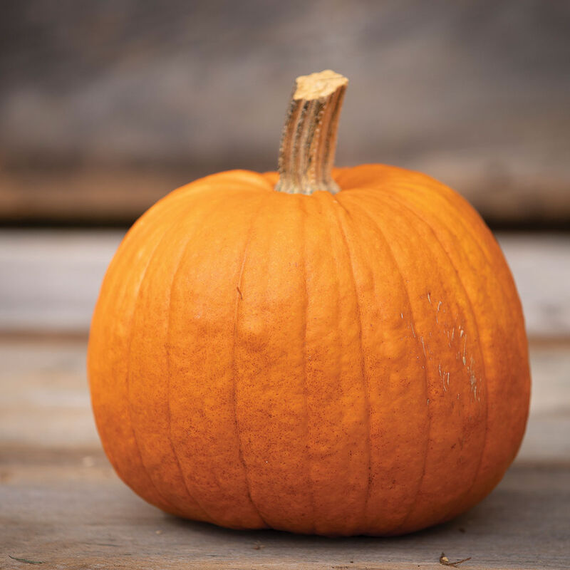 New England Pie - Semillas Orgánicas de Calabaza Clásica