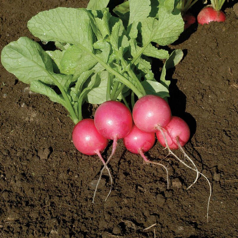 Pink Beauty - Semillas Orgánicas de Rábano
