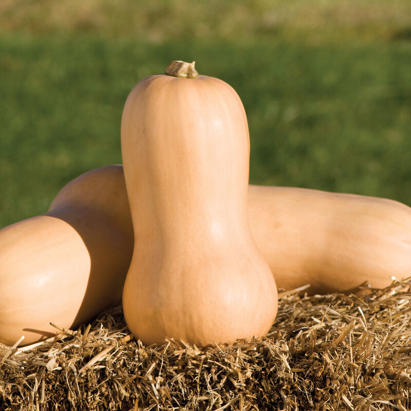 Waltham Butternut - Semillas Tratadas de Calabaza Moscada