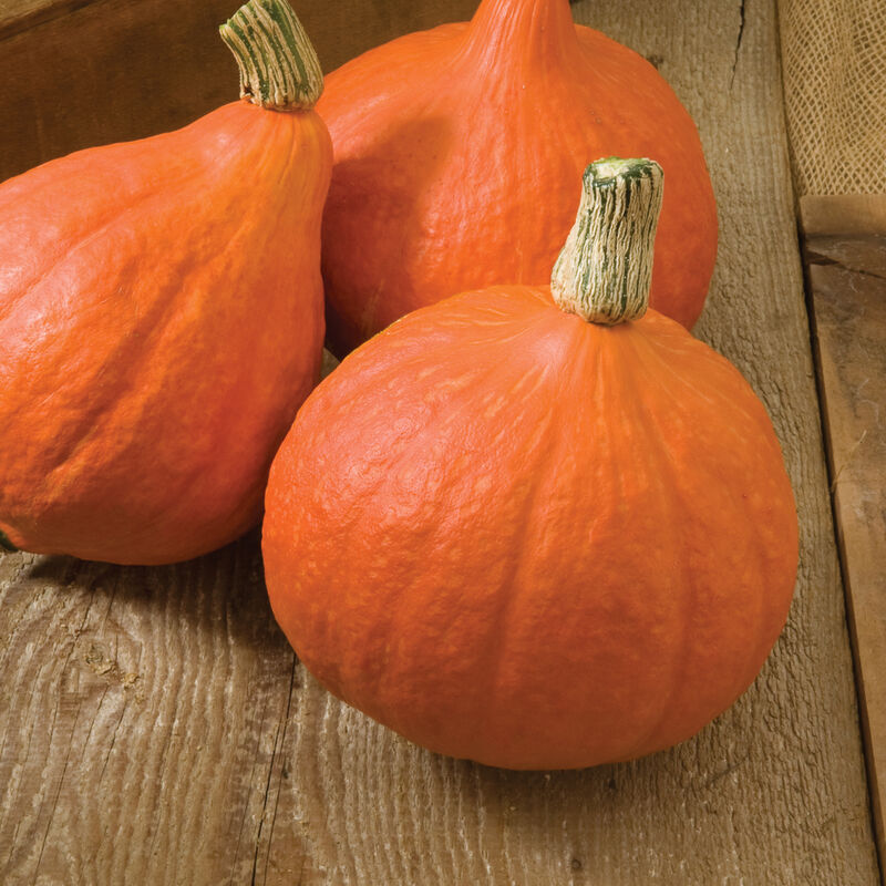 Red Kuri - Semillas Orgánicas de Calabaza Hubbard