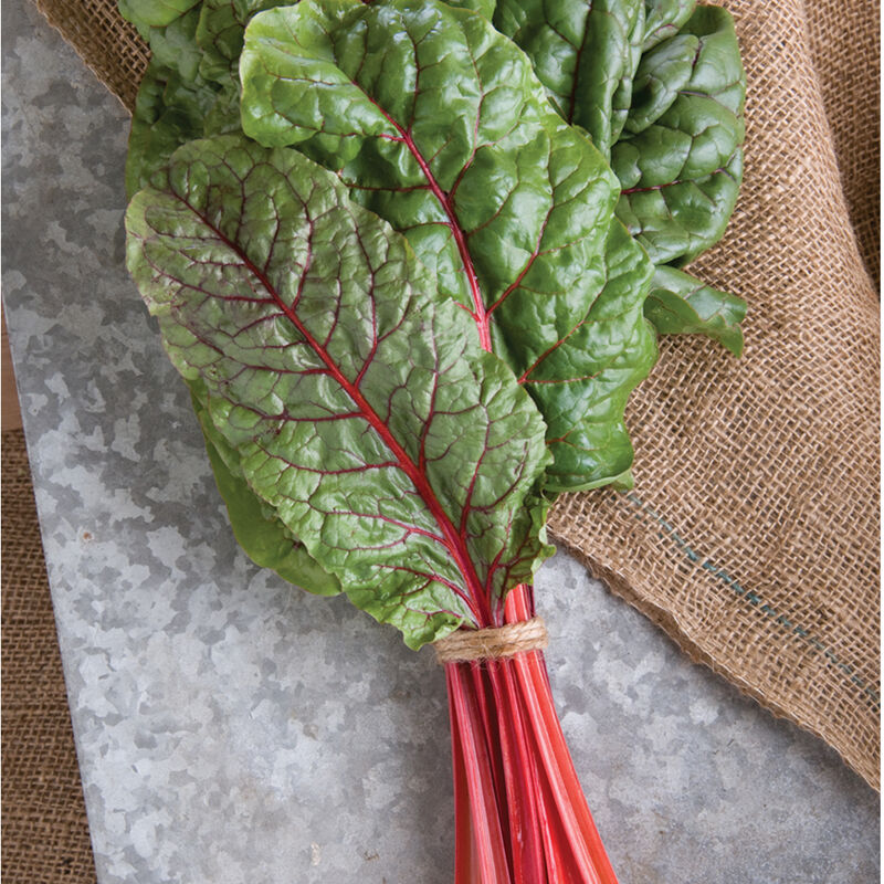 Ruby Red/Rhubarb Chard - Semillas Orgánicas de Acelga Suiza