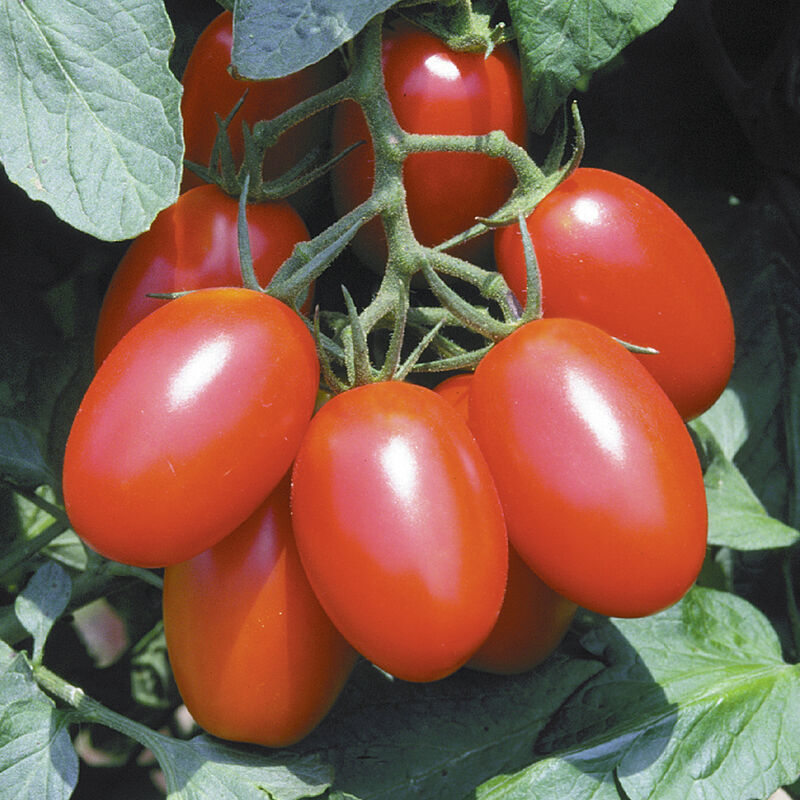Juliet - Semillas F1 de Tomate Pera