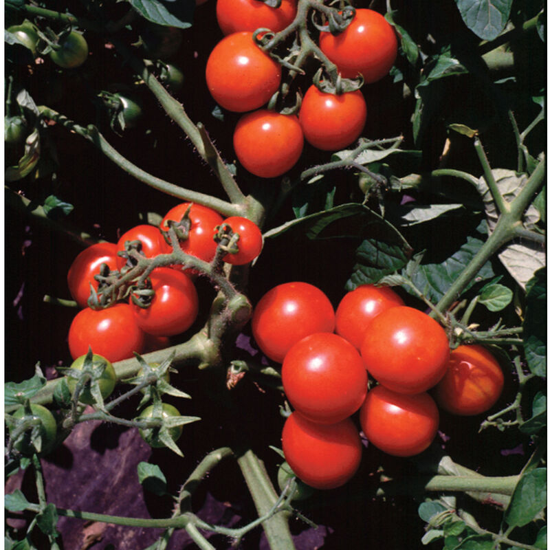 Washington Cherry - Semillas de Tomate Cherry Orgánico