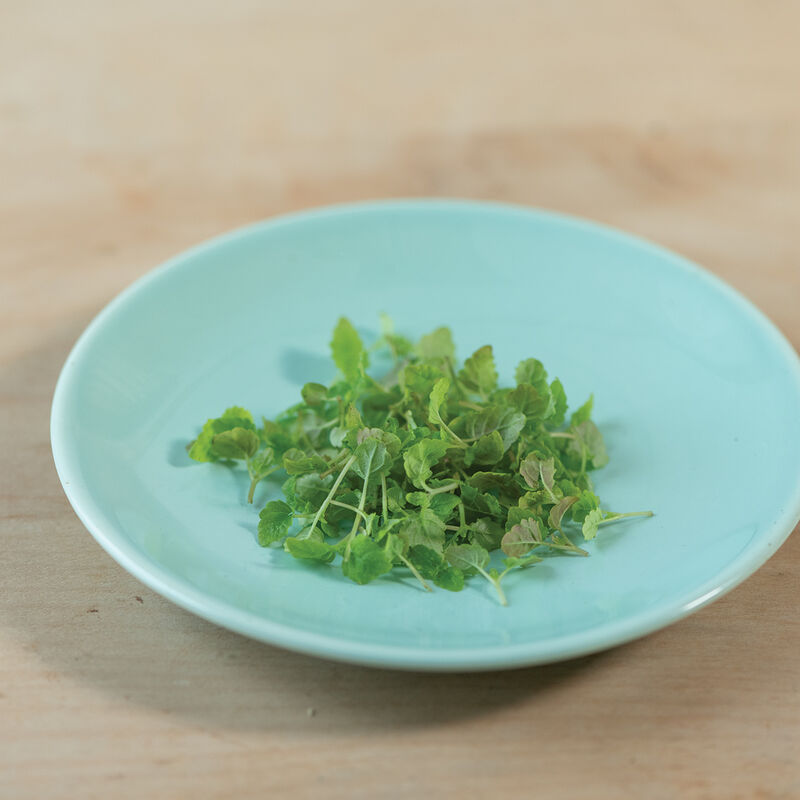 Lemon Balm - Semillas de Germinados de Hoja de Limón