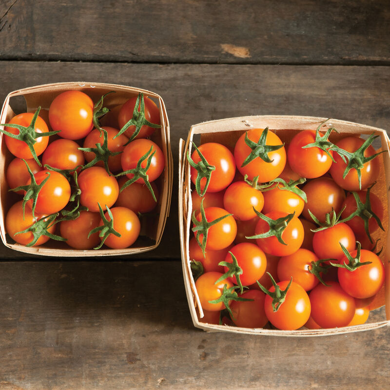 Sun Gold- Semilla de tomate  (F1)