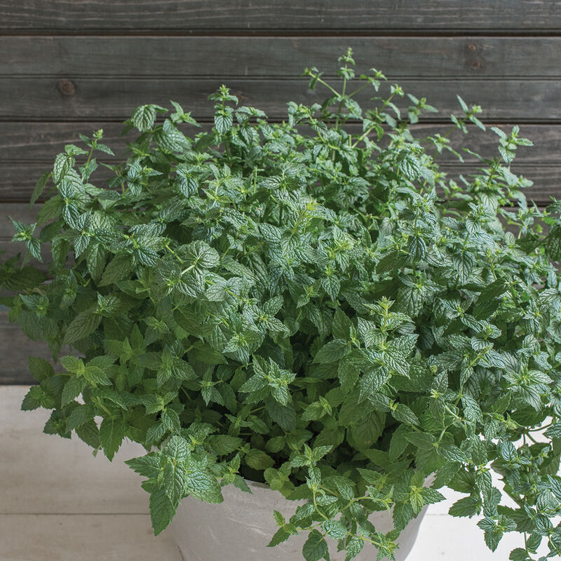 Common Mint Semillas de menta