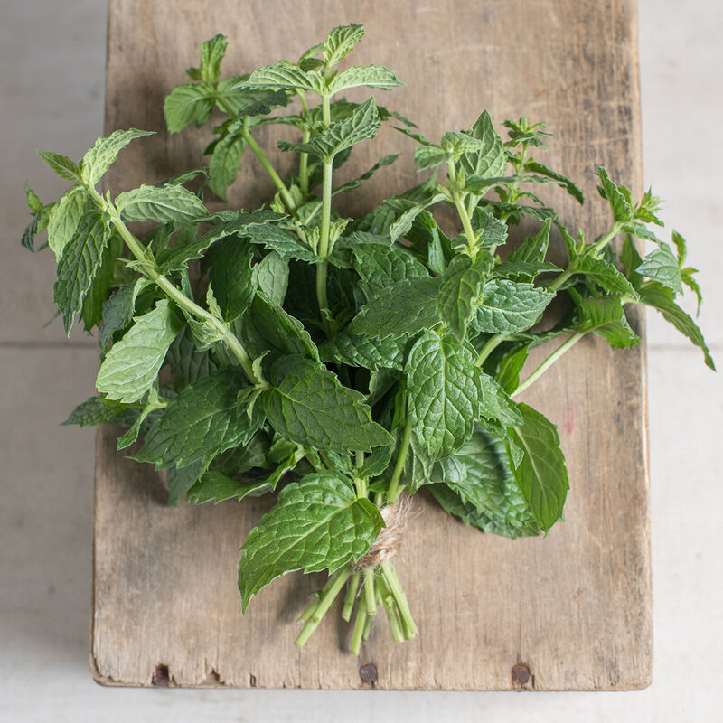 Common Mint Semillas de menta