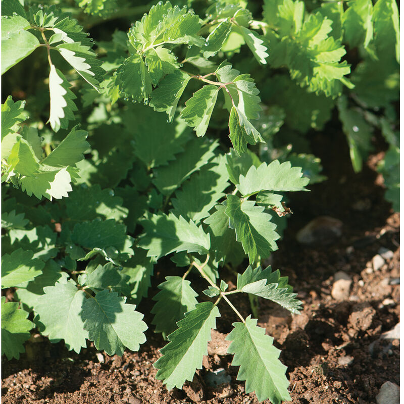 Salad Burnet- Semilla de hierba