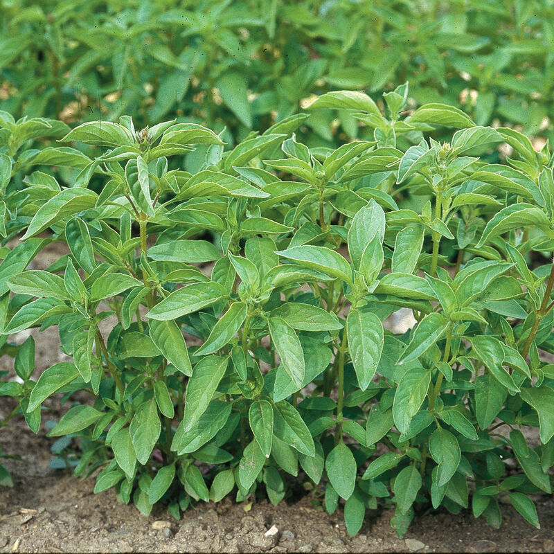 Lime Semillas de Albahaca