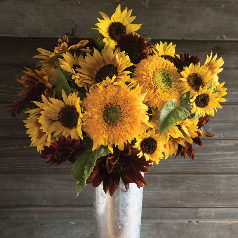 Sunflower Collection - Semillas de Girasol Variadas