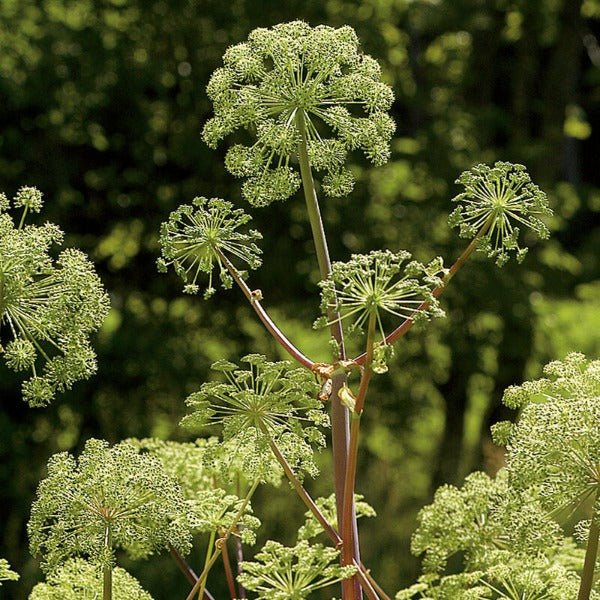 Angelica - Semillas de Hierba Medicinal