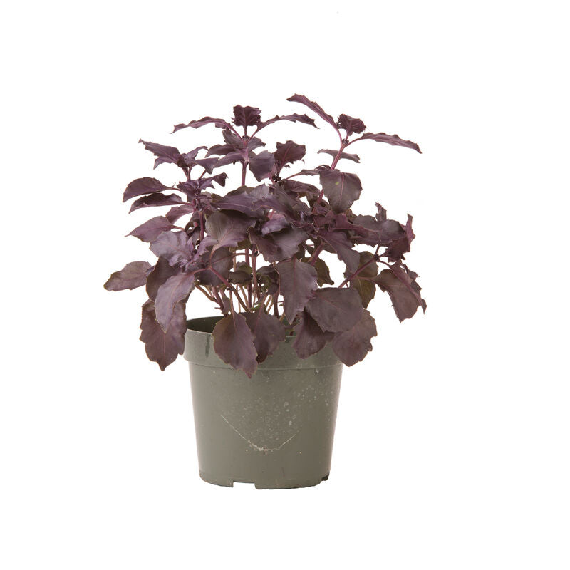 Dark Opal - Semillas de Albahaca Morada