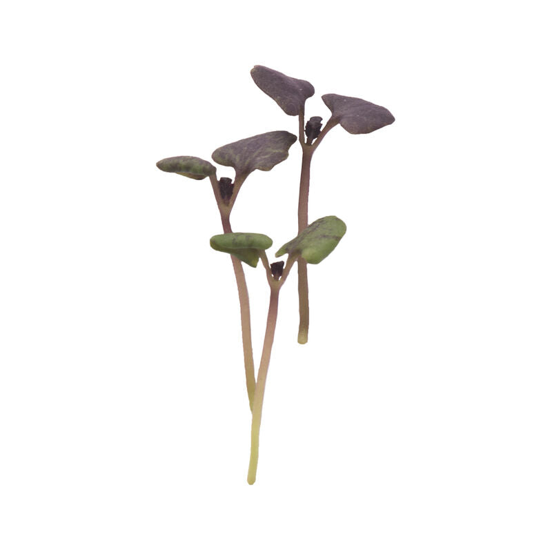Basil Dark Opal - Semillas de Germinados de Albahaca Morada