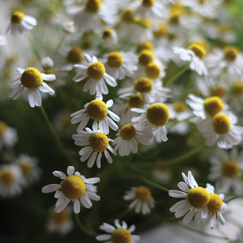 Common Chamomile - Semillas de Flor de Manzanilla