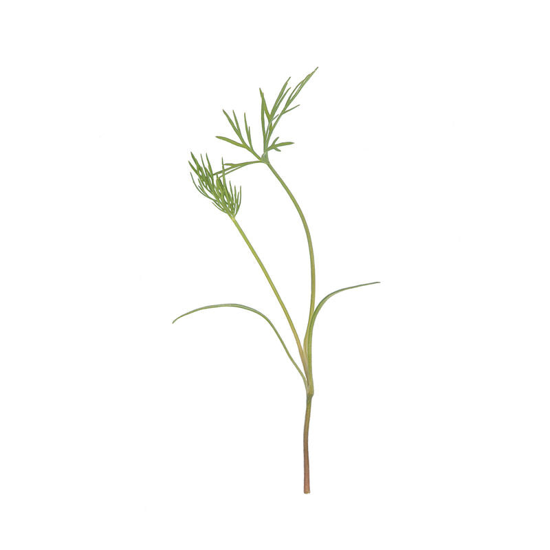 Dill - Semillas de Germinados de Eneldo