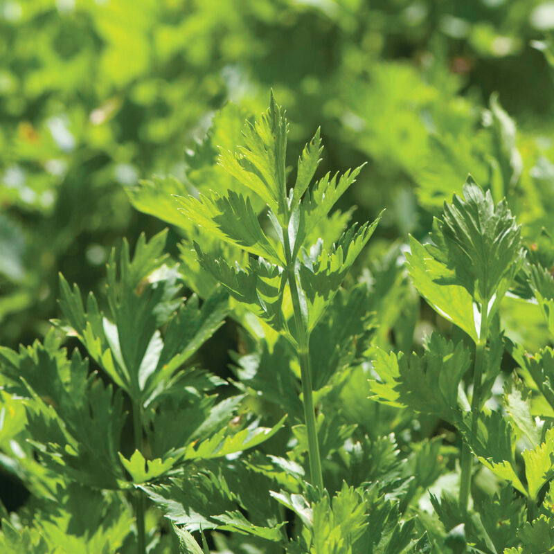 Cutting Celery - Semillas de Hierba de Apio