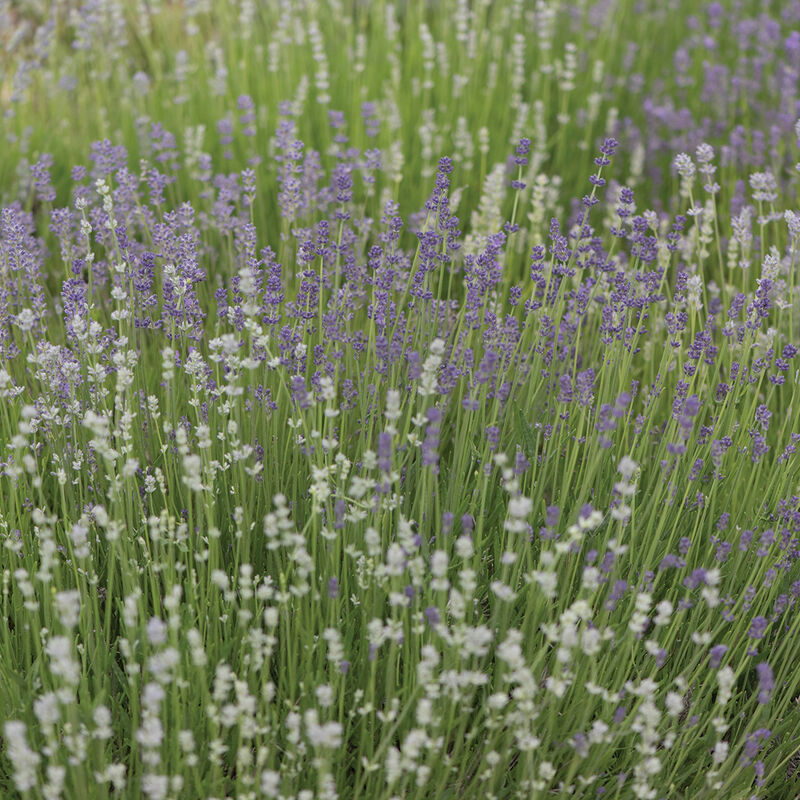 Munstead-Type - Semillas de Lavanda