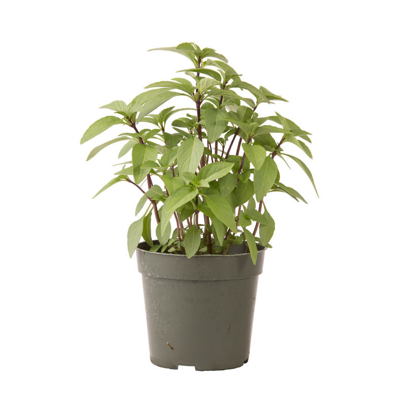 Sweet Thai - Semillas de Albahaca Asiática