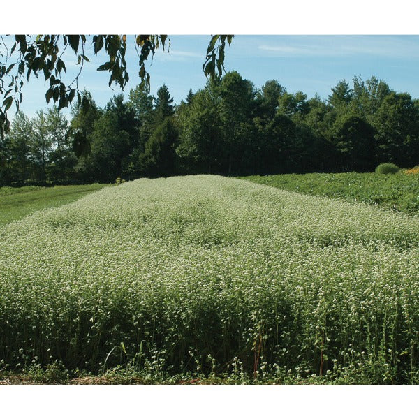 Buckwheat - Semillas de Alforfón o Trigo Sarraceno para Abono Verde
