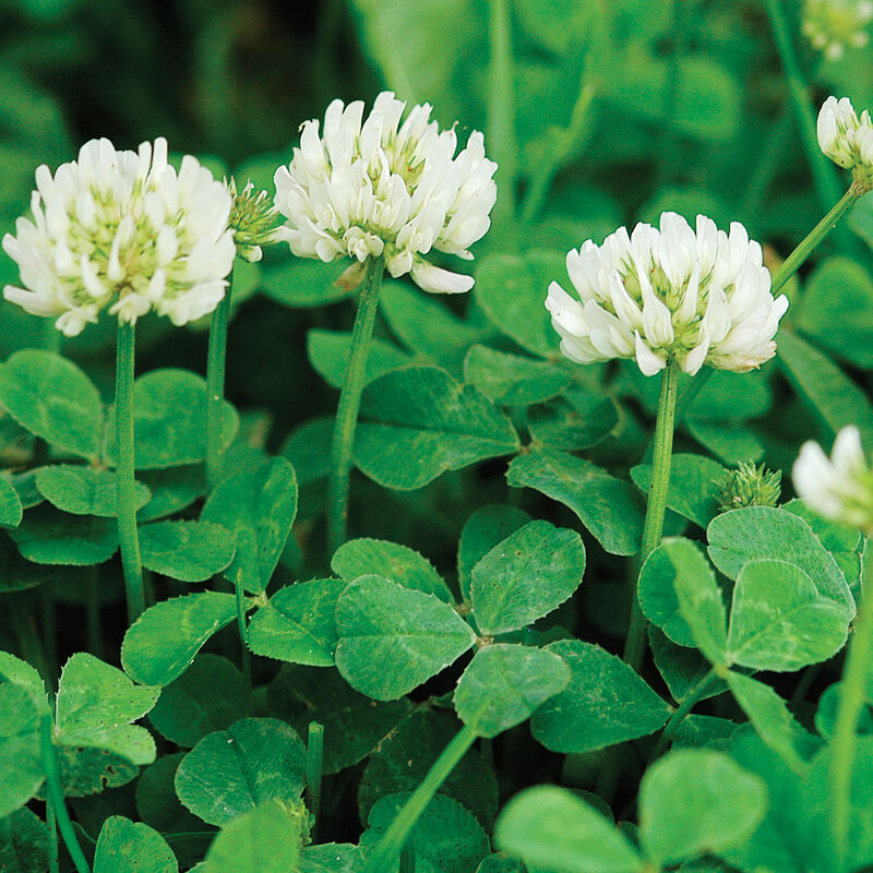 New Zealand White Clover - Semillas de Trébol Blanco para Abono Verde