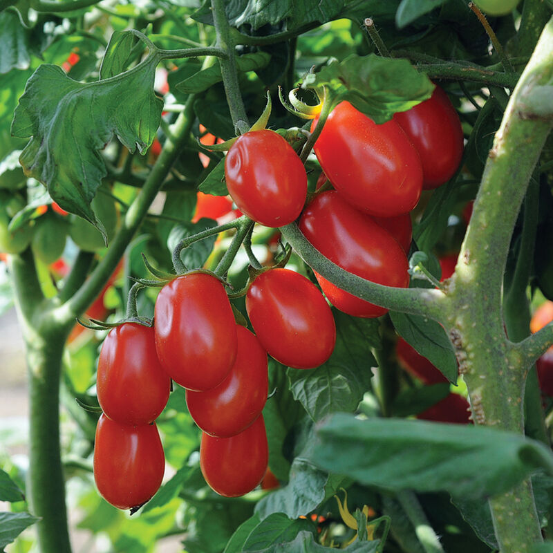 Red Pearl - Semillas de Tomate Orgánico